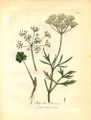 Apiaceae Pimpinella anisum.jpg
