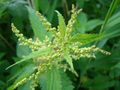 Urtica dioica flowers.jpg