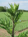 Artemisia1.jpg