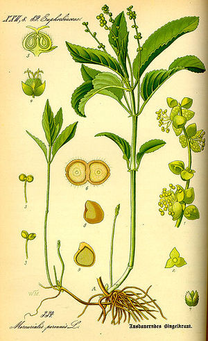 Mercurialis perennis.jpg