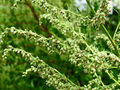 Artemisia vulgaris1.JPG